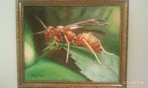 Wasp